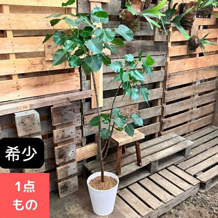 観葉植物現品販売