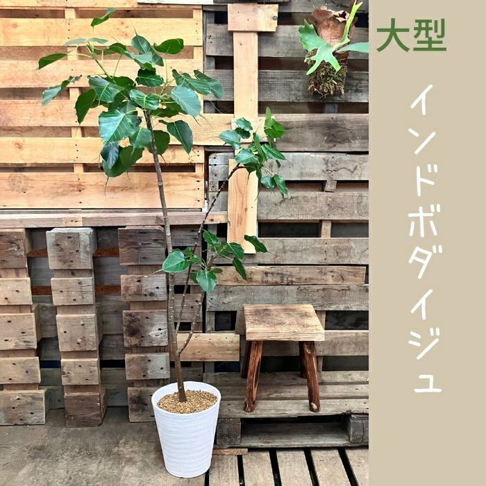 観葉植物現品販売