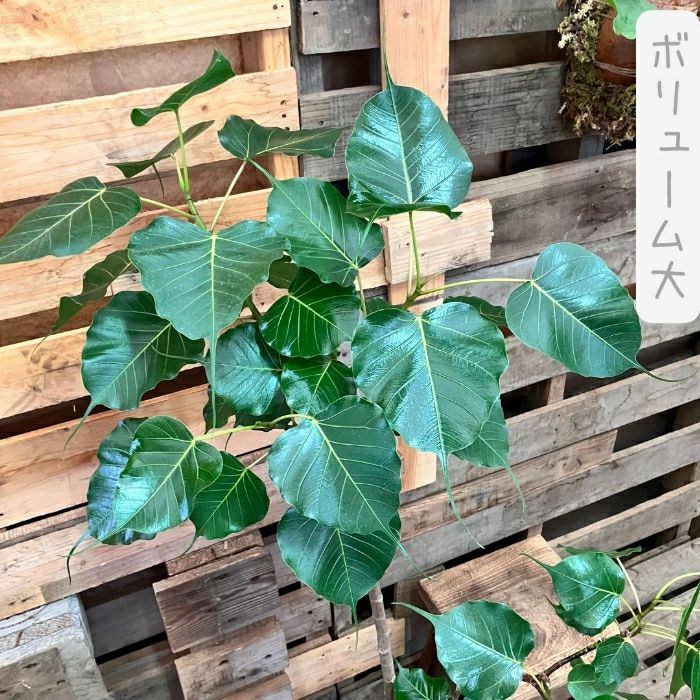 観葉植物現品販売