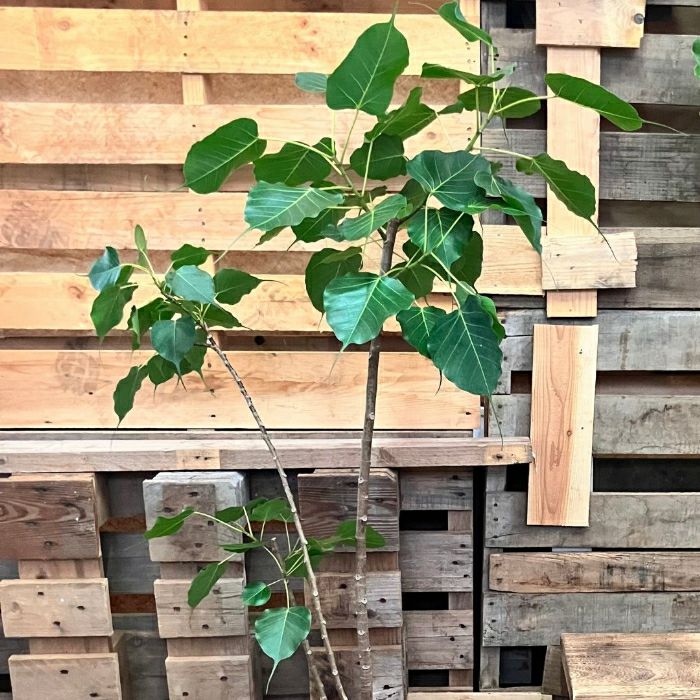 観葉植物現品販売