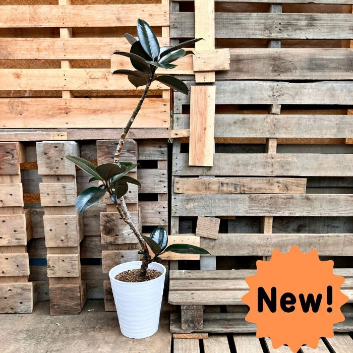 観葉植物現品販売