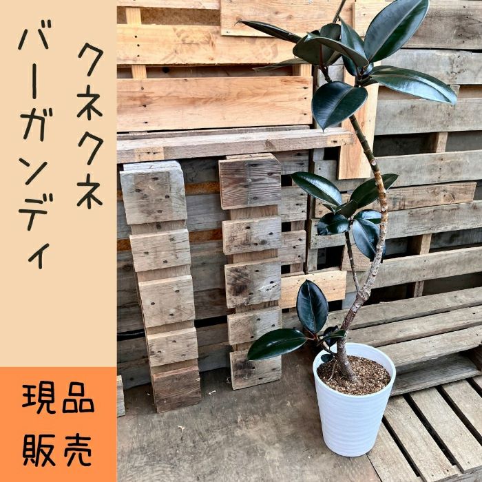 観葉植物現品販売