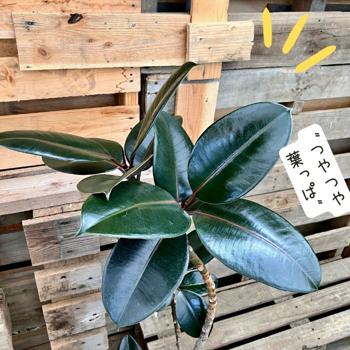 観葉植物現品販売