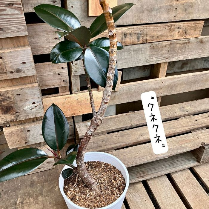 観葉植物現品販売