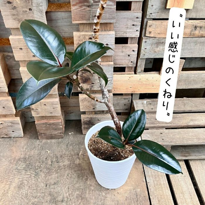 観葉植物現品販売