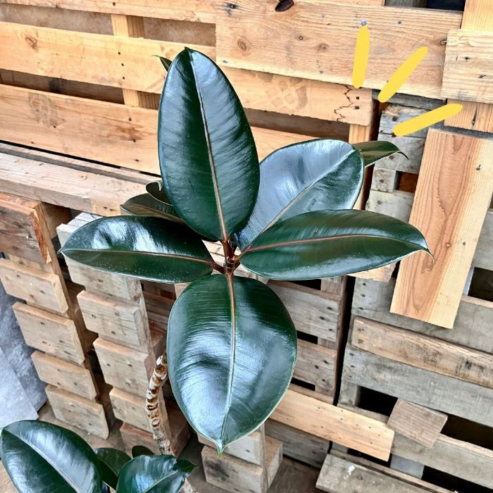 観葉植物現品販売