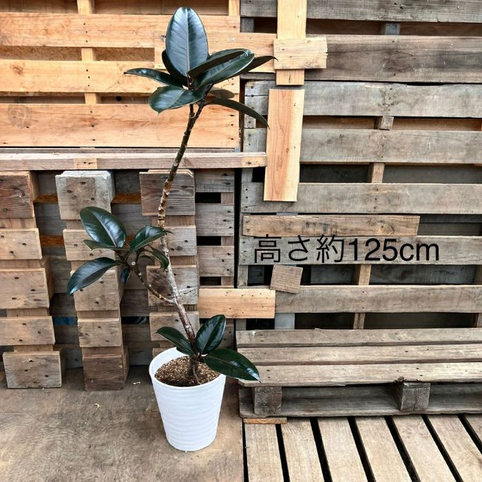 観葉植物現品販売