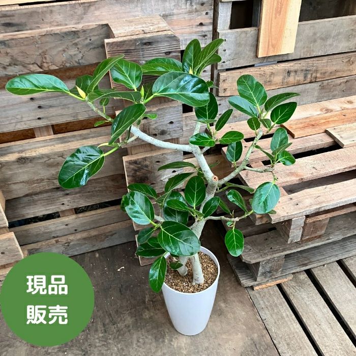 観葉植物現品販売