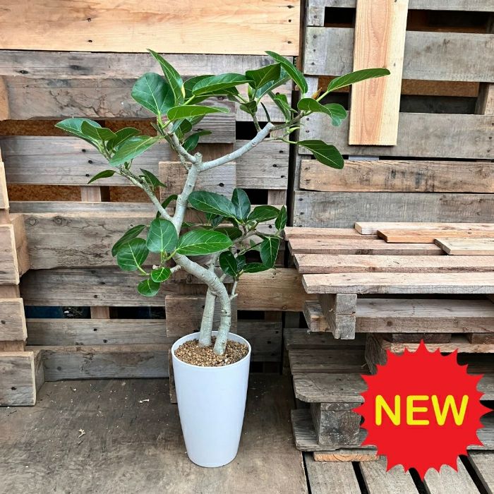 観葉植物現品販売