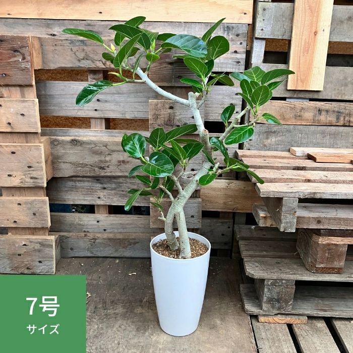 観葉植物現品販売