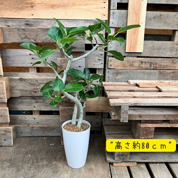 観葉植物現品販売