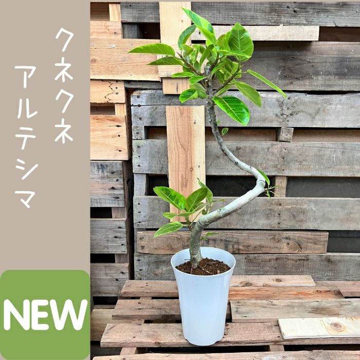 観葉植物現品販売