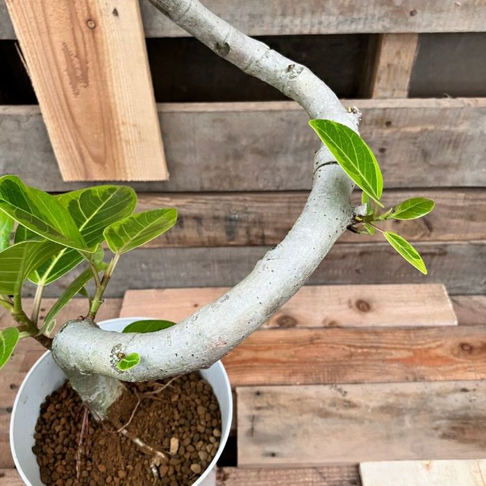 観葉植物現品販売