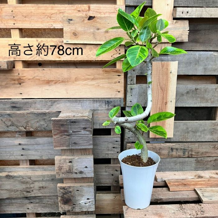 観葉植物現品販売