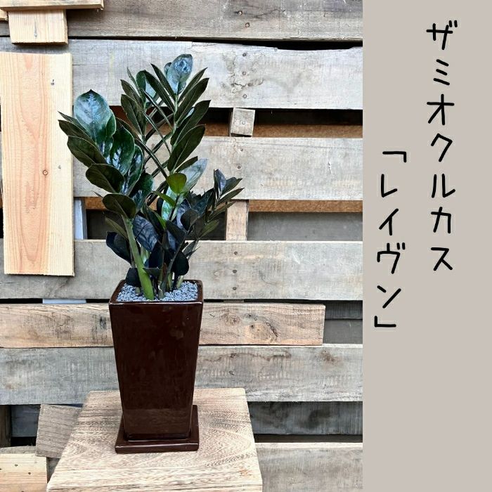 観葉植物現品販売