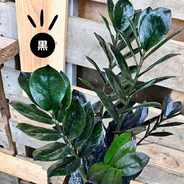 観葉植物現品販売