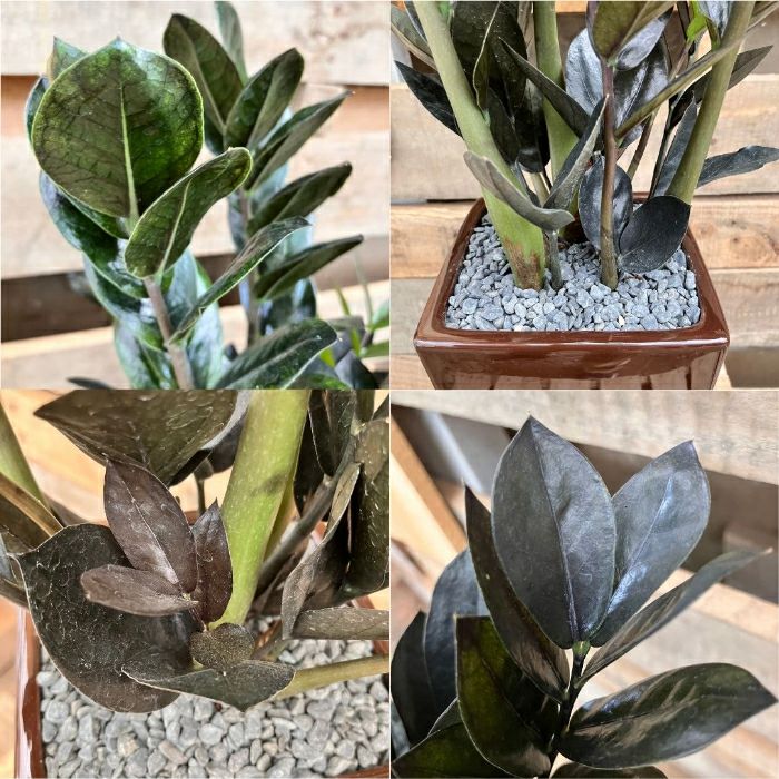 観葉植物現品販売