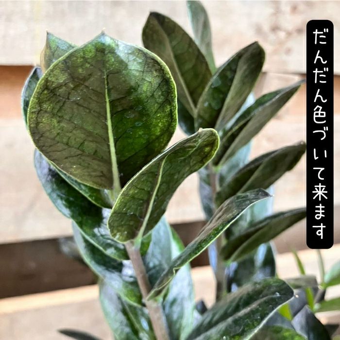 観葉植物現品販売