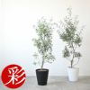 オリーブ セラアート鉢 8号鉢 【屋外用】 観葉植物