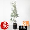 オリーブ セラアート鉢 8号鉢 【屋外用】 観葉植物