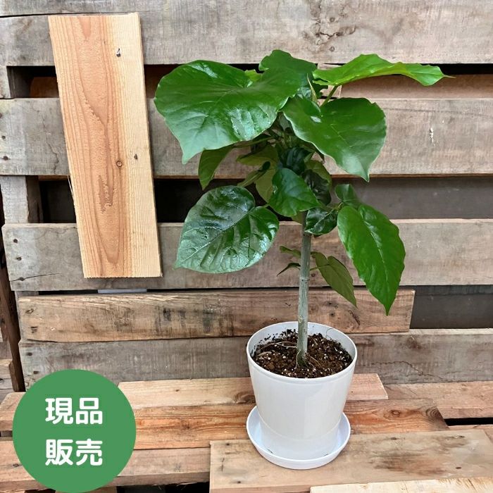 観葉植物現品販売