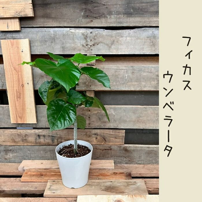 観葉植物現品販売