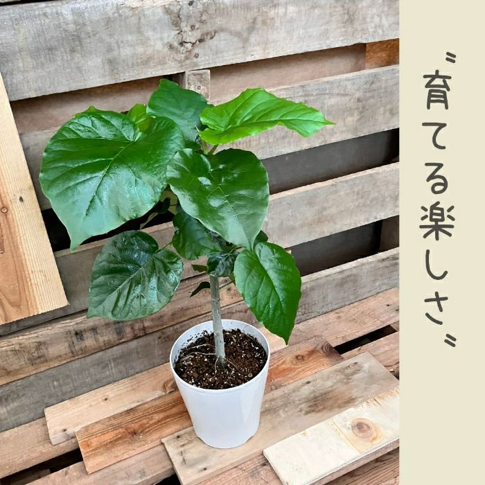 観葉植物現品販売