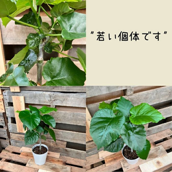 観葉植物現品販売