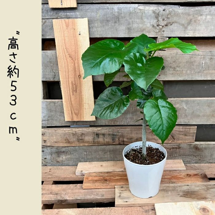 観葉植物現品販売