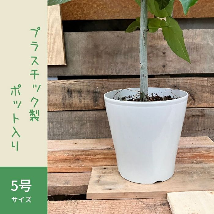 観葉植物現品販売