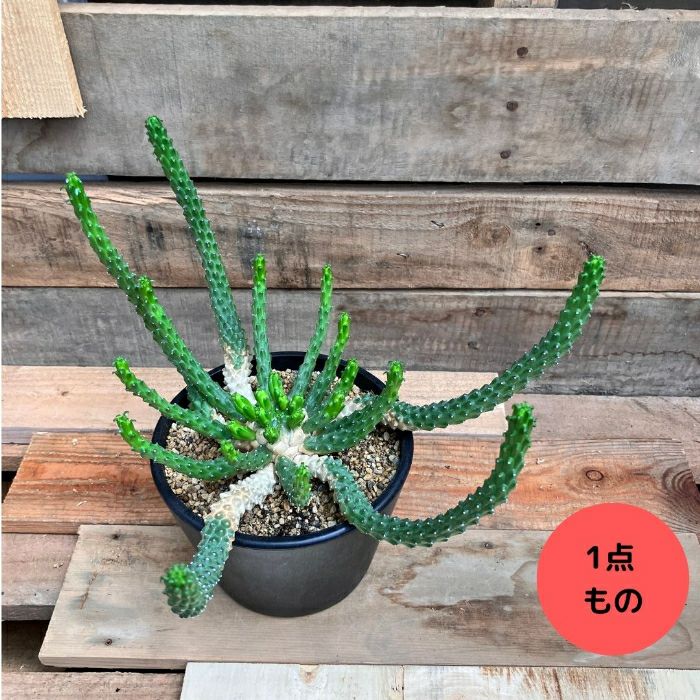 観葉植物現品販売