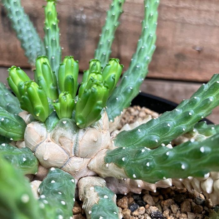 観葉植物現品販売