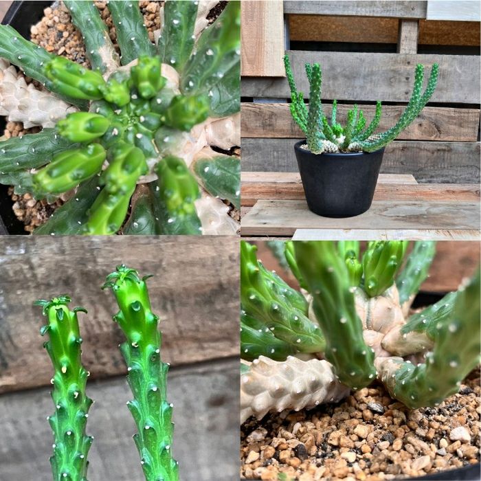 観葉植物現品販売