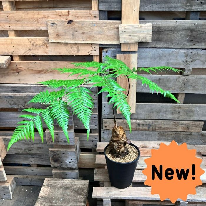 観葉植物現品販売