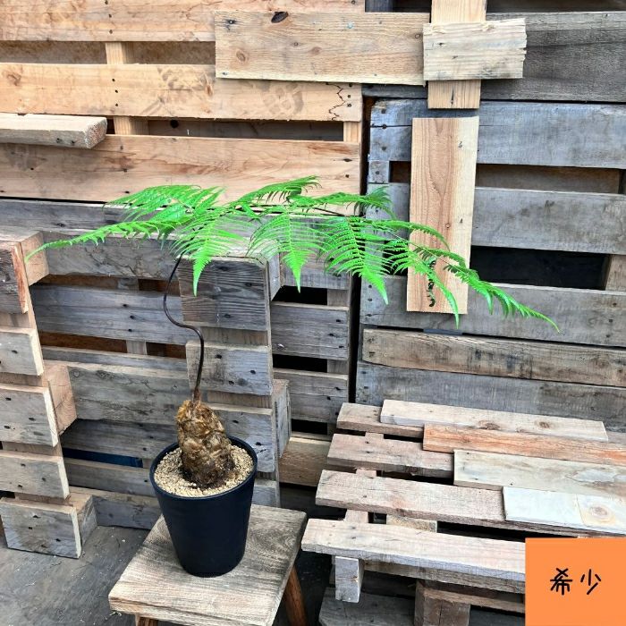 観葉植物現品販売