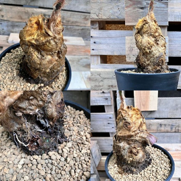 観葉植物現品販売