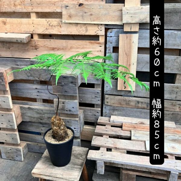 観葉植物 希少【現品】タカワラビ(キンモウコウ) 000746