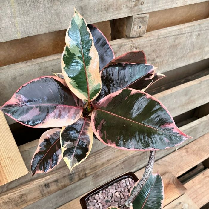 観葉植物現品販売