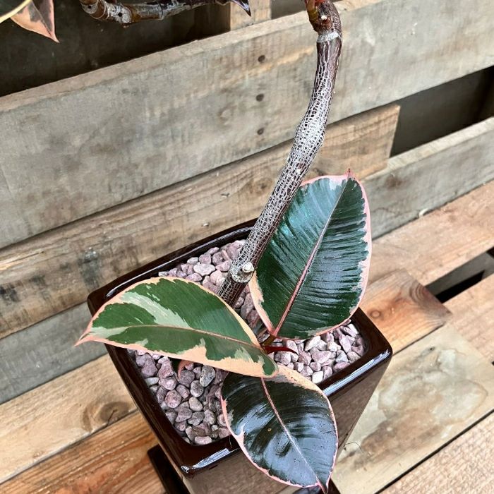 観葉植物現品販売