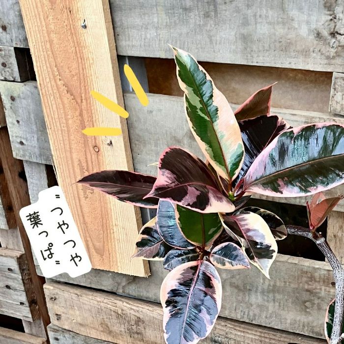 観葉植物現品販売