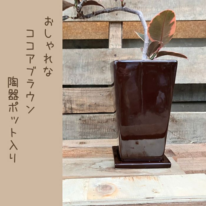 観葉植物現品販売