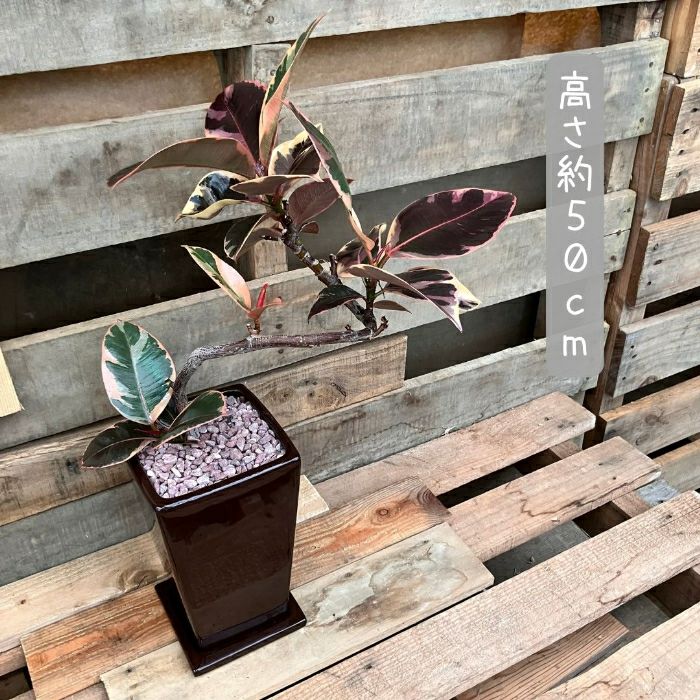 観葉植物現品販売