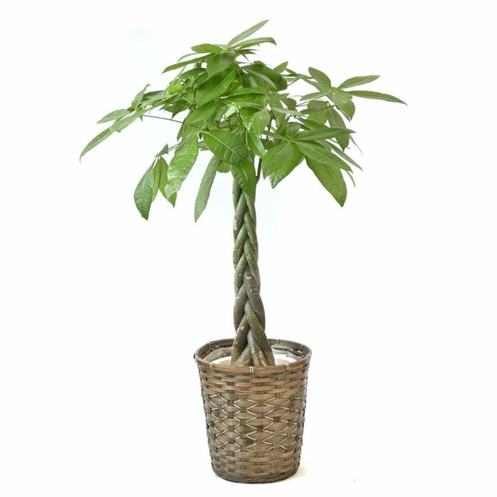 キャラメルブラウン 鉢カバー 8号鉢用