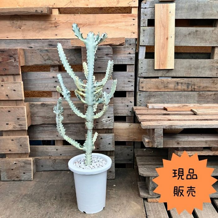 観葉植物現品販売