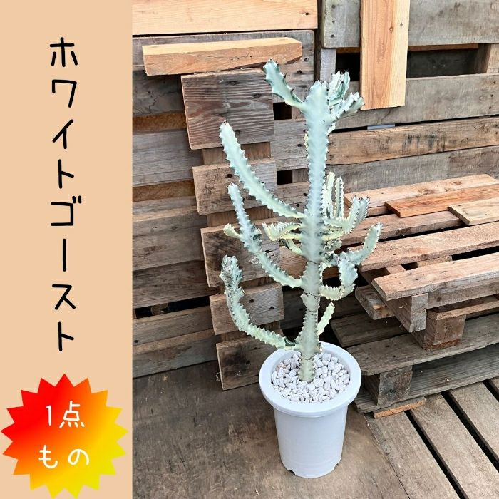 観葉植物現品販売