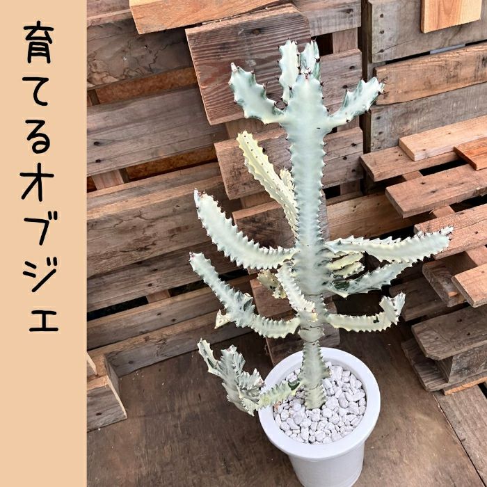 観葉植物現品販売