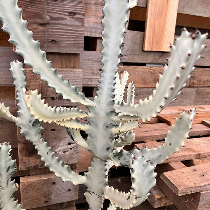 観葉植物現品販売