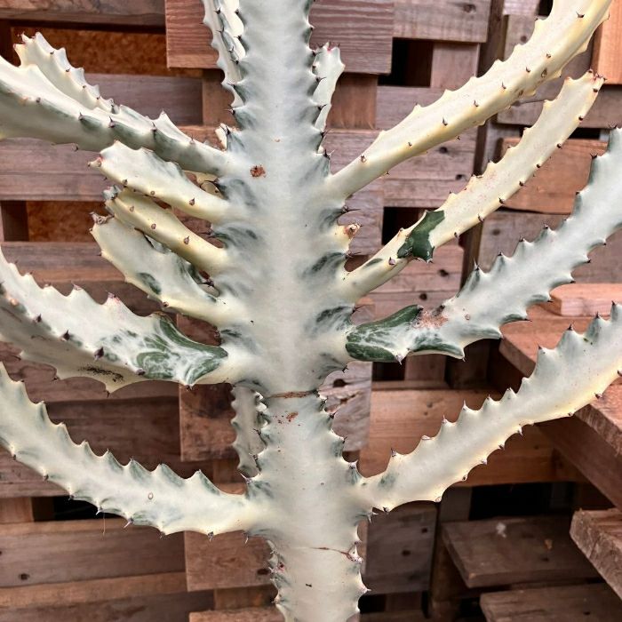 観葉植物現品販売