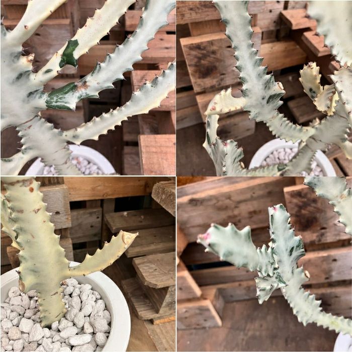 観葉植物現品販売