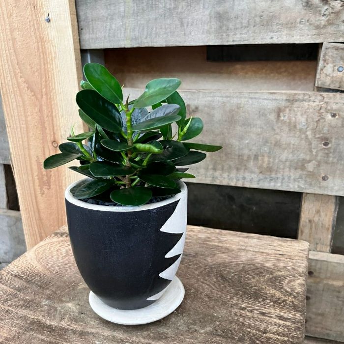 観葉植物現品販売